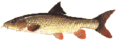 Barbel