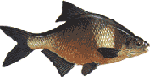 Bream