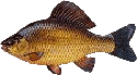 Crucian