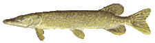 Pike